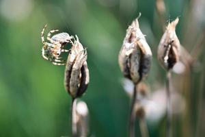 Cross spider crawling on a spider thread to a plant. A useful hunter among insects photo
