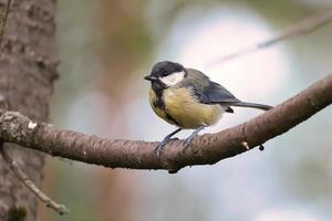 carbonero sentado en un árbol en una rama. animales salvajes buscando alimento. tiro de animal foto