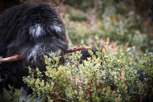 Goldendoodle is lying with a stick in the blueberry field in a forest. Hybrid dog photo