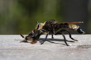 Yellow murder fly or yellow robber fly with a bumblebee as prey. Insect is sucked photo