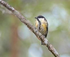 Great tit sitting in tree on a branch. Wild animal foraging for food. Animal shot photo