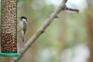 Great tit sitting in tree on a branch. Wild animal foraging for food. Animal shot photo