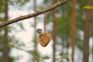 trepador azul, observado en un corazón alimentador alimentándose en el bosque. pequeño pájaro blanco gris foto