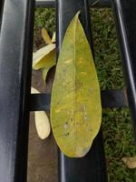 green frangipani tree leaves on a black iron chair photo