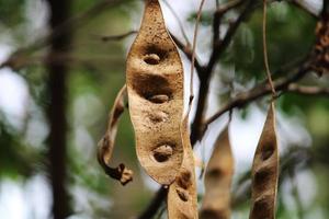 vainas de árboles de acacia. foto