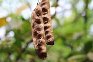 vainas de árboles de acacia. foto