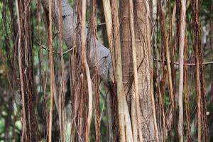 Wild Tree Roots. photo