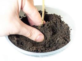 Planting process of a plant on a white background photo