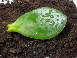 Araucaria leaf on the ground. A beautiful leaf of a houseplant. photo