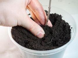 Planting process of a plant on a white background photo