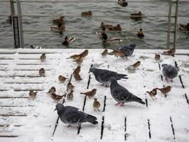 Birds feed in the snow. The first snow fell photo