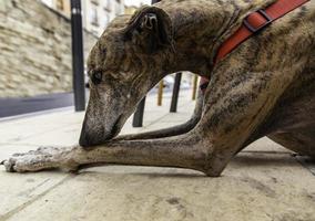 Domestic greyhound on the street photo