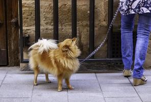 Pomeranian looking at her owner photo