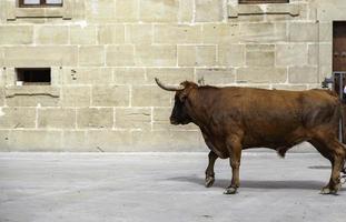 Bulls in a bull run photo