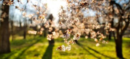 Spring banner, branches of blossoming cherry against background of sun rays soft blue sky on nature outdoors. Pink sakura flowers, dreamy romantic spring, landscape panorama. Springtime nature concept photo