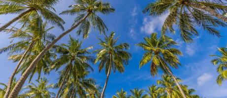 Tropical paradise design banner background. Coconut palm tree silhouettes at bright sunny day. Panoramic landscape view. Vivid boost colors effect. Exotic forest nature, green leaves on blue sky view photo
