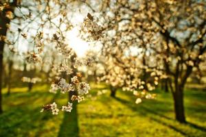 Abstract soft focus sunset blooming cherry landscape spring flowers and warm golden hour sunset sunrise. Tranquil spring summer nature closeup and blurred forest background. Idyllic nature springtime photo