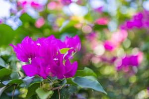 Closeup of beautiful floral natural background, artistic nature macro. Spring summer background, blurred bokeh foliage, colorful nature view. Exotic blooming flowers, tropical nature. Perfect petals photo