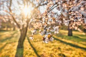 Abstract soft focus sunset blooming cherry landscape spring flowers and warm golden hour sunset sunrise. Tranquil spring summer nature closeup and blurred forest background. Idyllic nature springtime photo