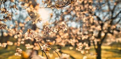 Spring banner, branches of blossoming cherry against background of sun rays soft blue sky on nature outdoors. Pink sakura flowers, dreamy romantic spring, landscape panorama. Springtime nature concept
