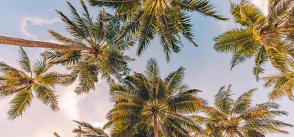 Copy space of tropical palm trees with sunset light on sky background. Tropical island beach, low point of view, inspirational motivational, happy relaxing vibes. Exotic nature landscape photo