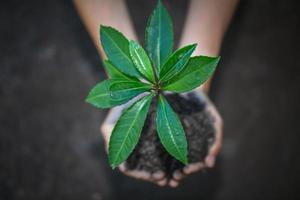 pequeñas plántulas que crecen en manos humanas, plantan árboles para reducir el calentamiento global, conservación de bosques, día mundial del medio ambiente. foto