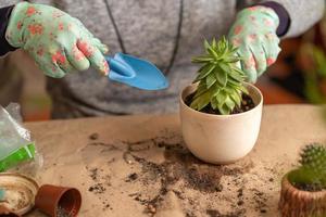 female hands in gloves hold a blue watering can and water a newly transplanted succulent photo