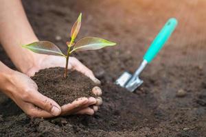 Hands of farmer growing and nurturing tree growing on fertile soil,  environment Earth Day In the hands of trees growing seedlings,  protect nature photo