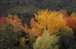 Colorful display of trees in fall season in Spain photo