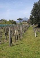 Vineyard in front of mount Vesuvius in Italy photo