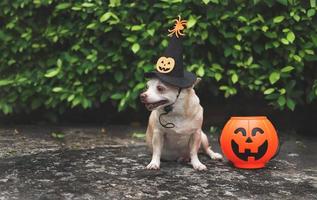 Perro chihuahua de pelo corto con sombrero de bruja de Halloween decorado con cara de calabaza y araña, sentado en el suelo de cemento en el jardín con una cesta de calabaza de Halloween de plástico. foto