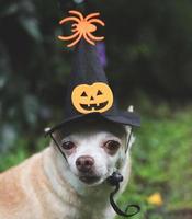 Perro chihuahua de pelo corto marrón con sombrero de bruja de Halloween decorado con cara de calabaza y araña sentada en el jardín, mirando la cámara. foto