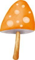 aquarell bunter pilz png