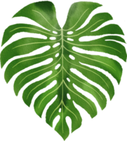 tropical leaves watercolor painted png