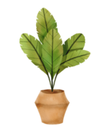 plante d'intérieur peinte à l'aquarelle png