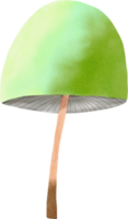 Watercolor colorful mushroom png