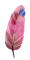 plume peinte à l'aquarelle png