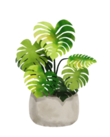 plante d'intérieur peinte à l'aquarelle png