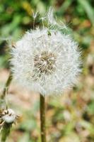 parachute seeds of dandelion blowball photo