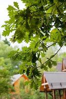 hojas de roble verde en el árbol foto