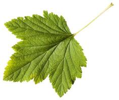 hoja verde de la planta de grosella negra ribes nigrum foto