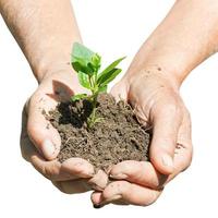 male handful with soil and green sprout photo