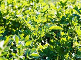 bush of potato in field illuminated by sunlight photo