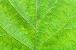 green leaf of hazel tree photo