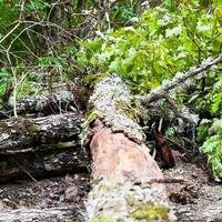 trunk of fallen pine tree across mountain road photo