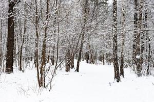 snow-covered footpath in snowy forest in winter photo