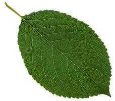 green leaf of wild cherry tree isolated photo