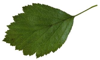 green leaf of Crataegus Hawthorn isolated photo