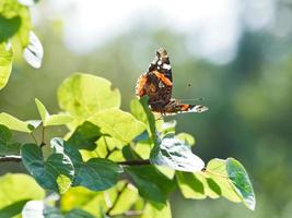 red admiral butterfly on green leaves photo