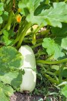 calabacín maduro en la plantación en el jardín foto